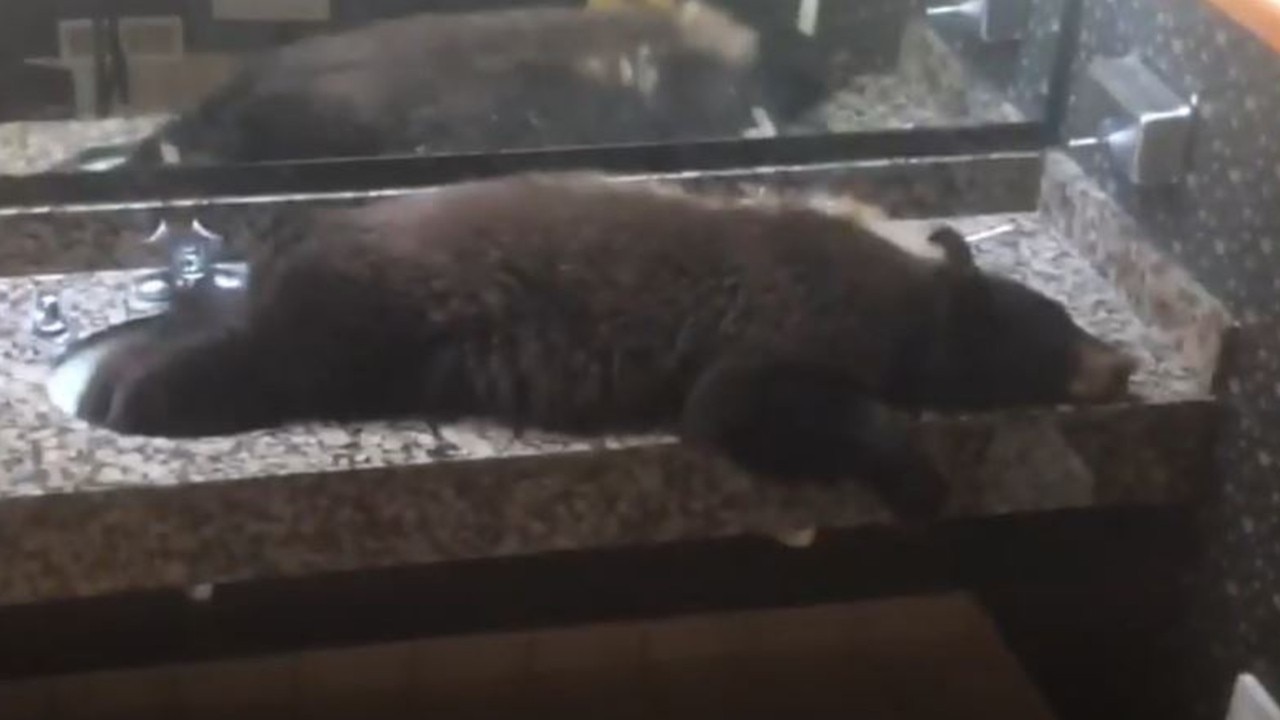 Baby black bear found sprawled across hotel bathroom sink unfazed by guests and workers