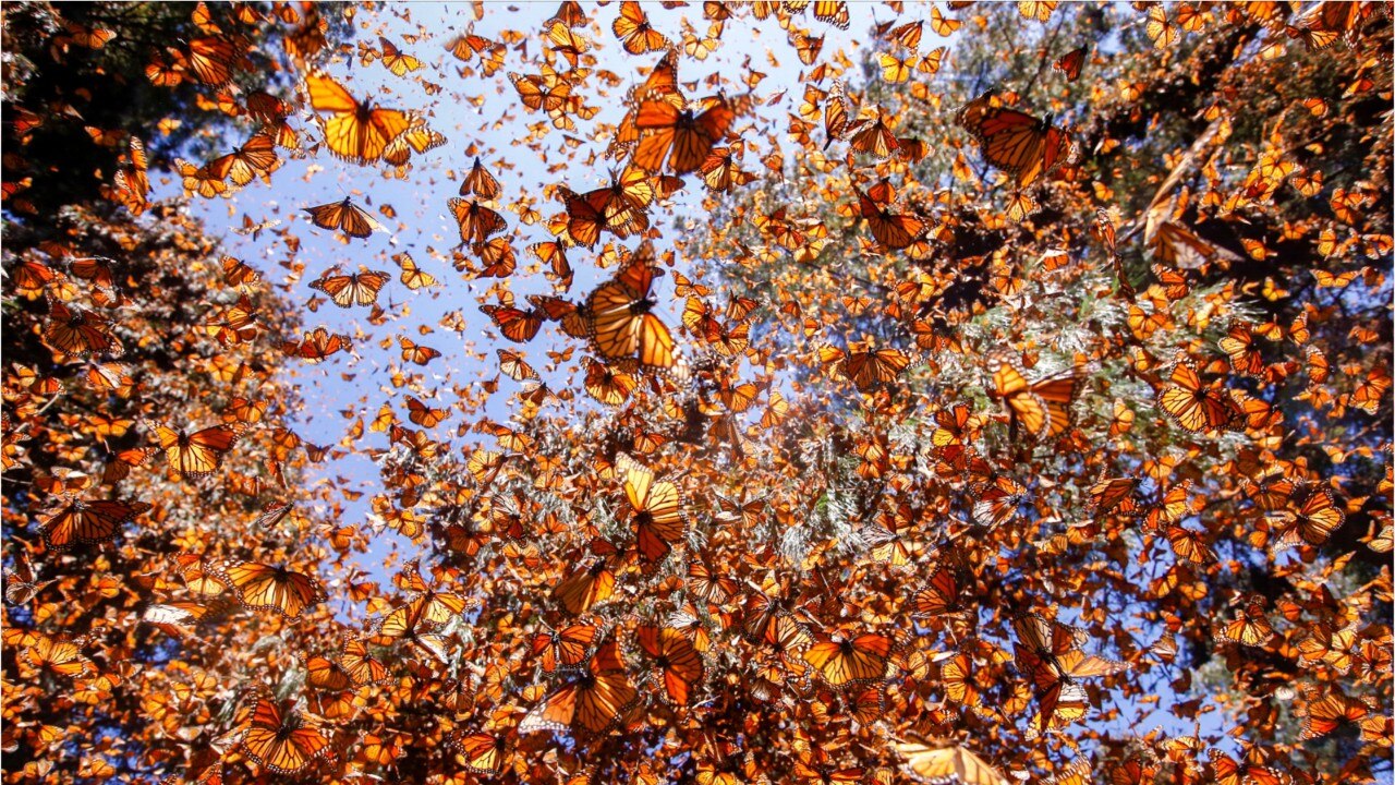 NWS radar captures massive monarch butterfly and dragonfly migrations