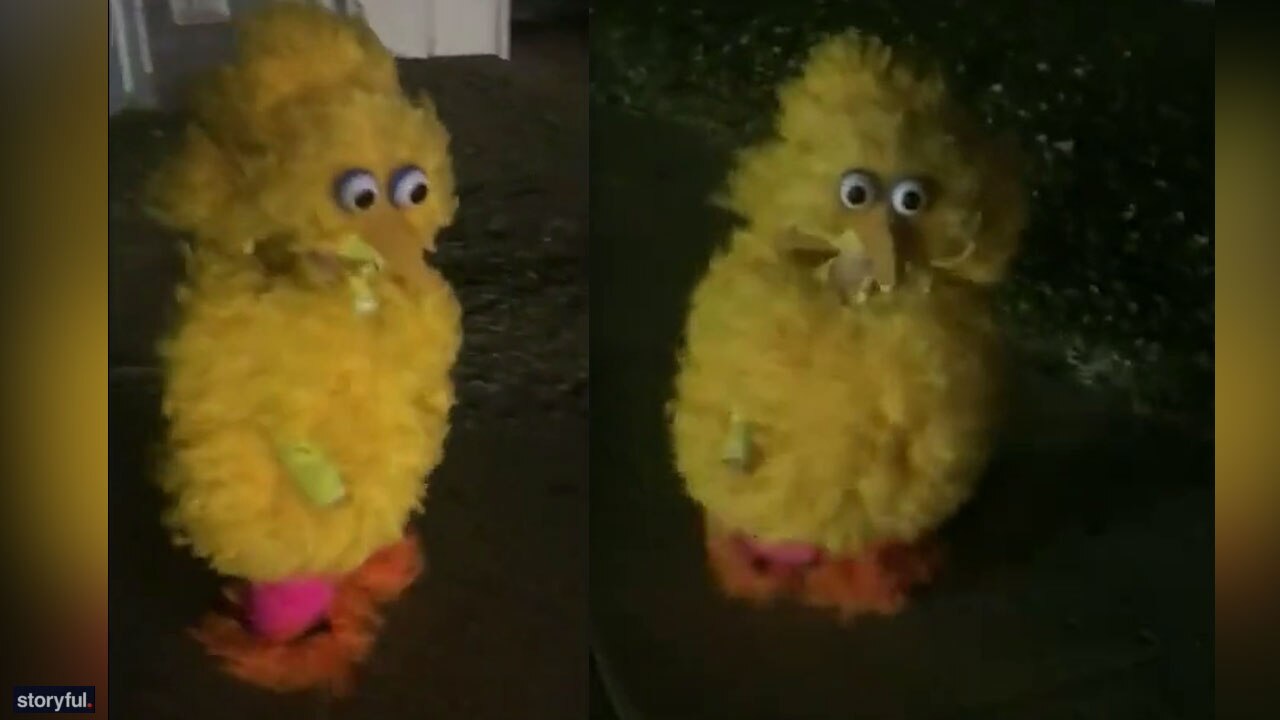 Montana boy's adorable Big Bird costume becomes social-media hit