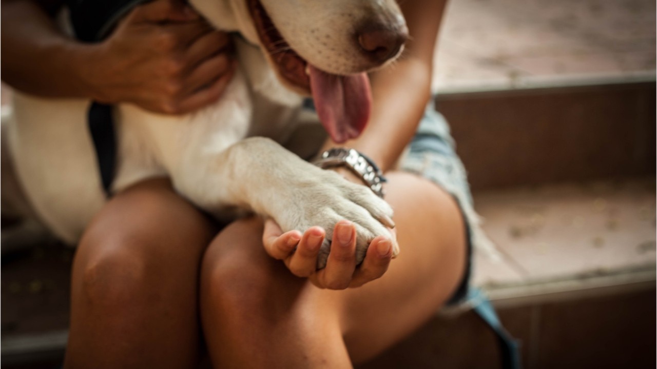 Trump signs bipartisan bill making animal cruelty a federal crime