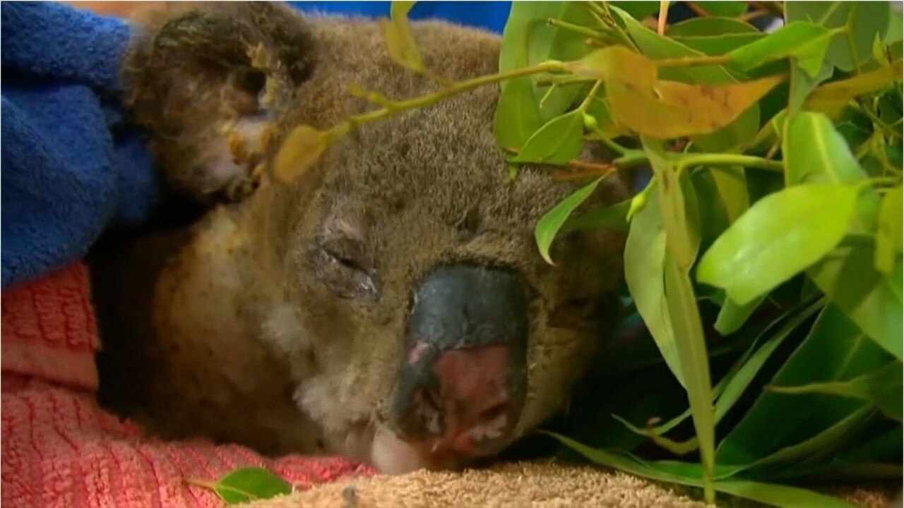 Lewis the koala burned in Australia wildfire dies