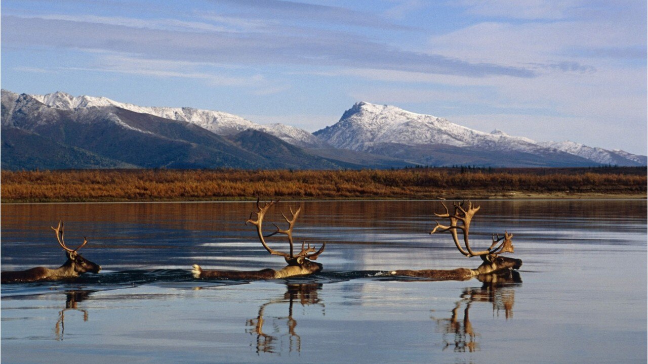 What the hunting rule change in Alaska means