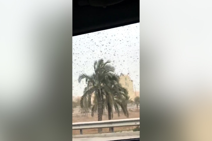 Desert locusts swarm parts of Africa and Asia