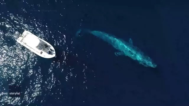 Blue whale dwarfs boat