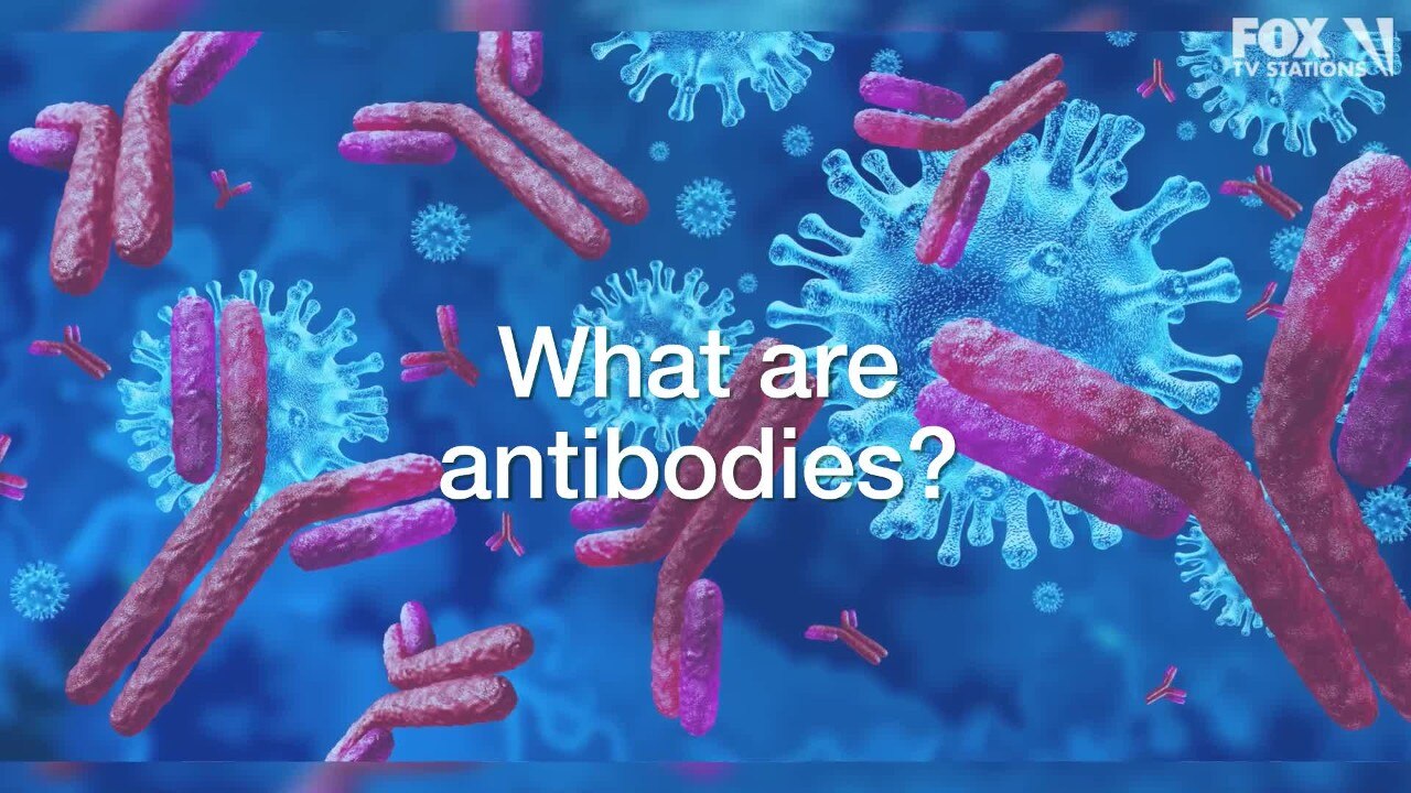 What are antibodies?