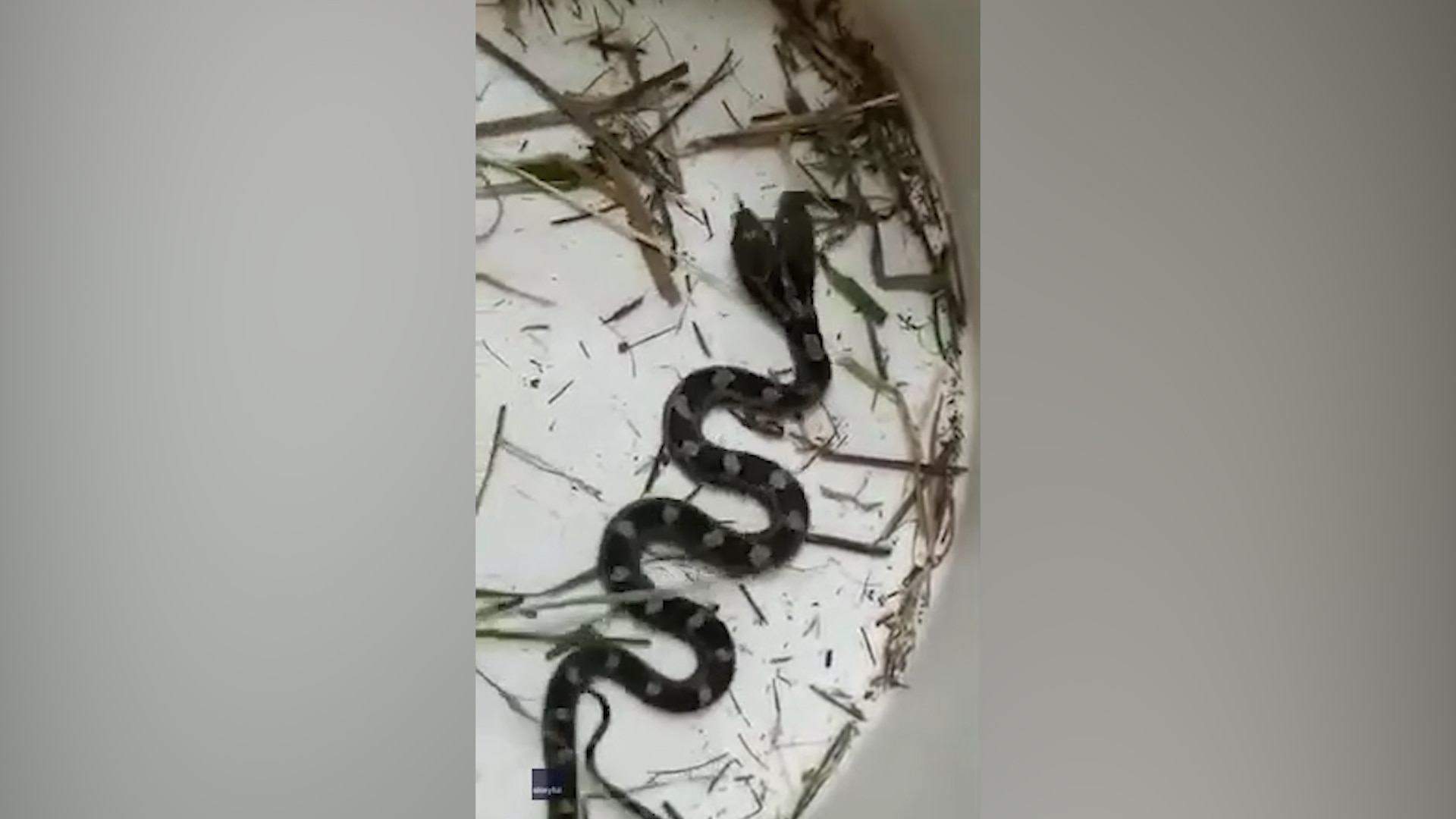 Woman finds snake with two heads