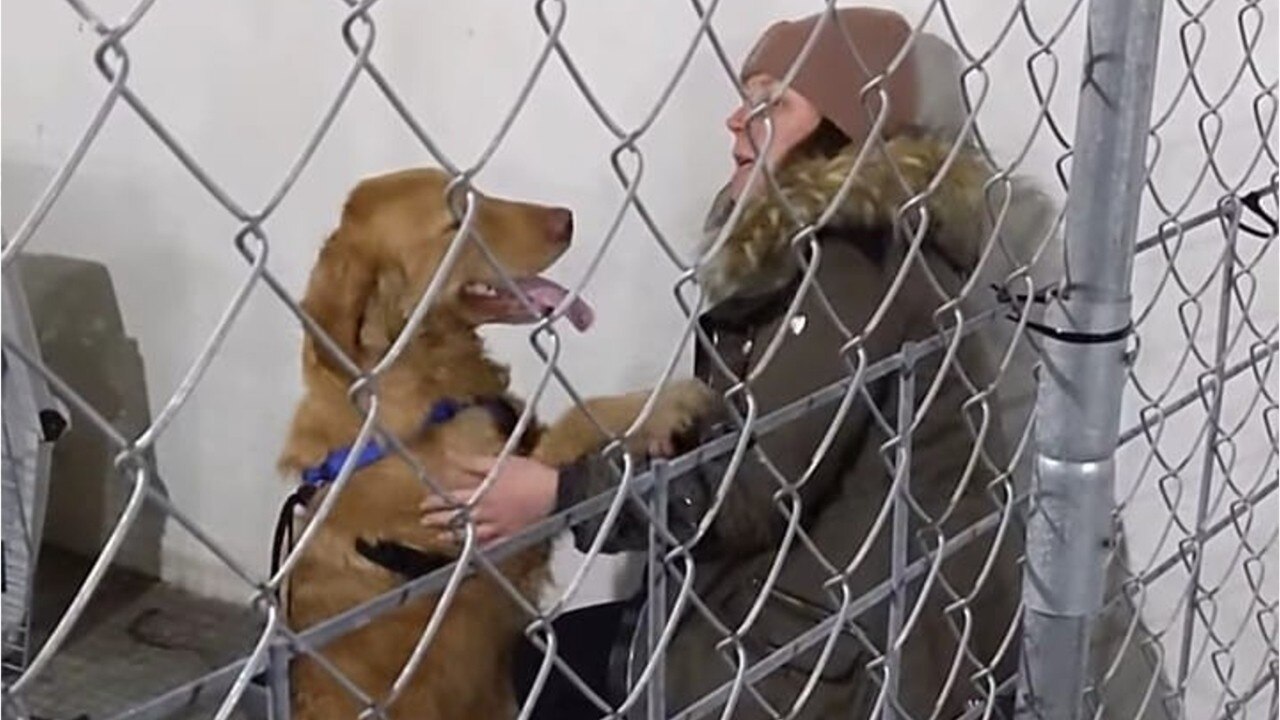 Missing dog reunites with owner nearly a year later