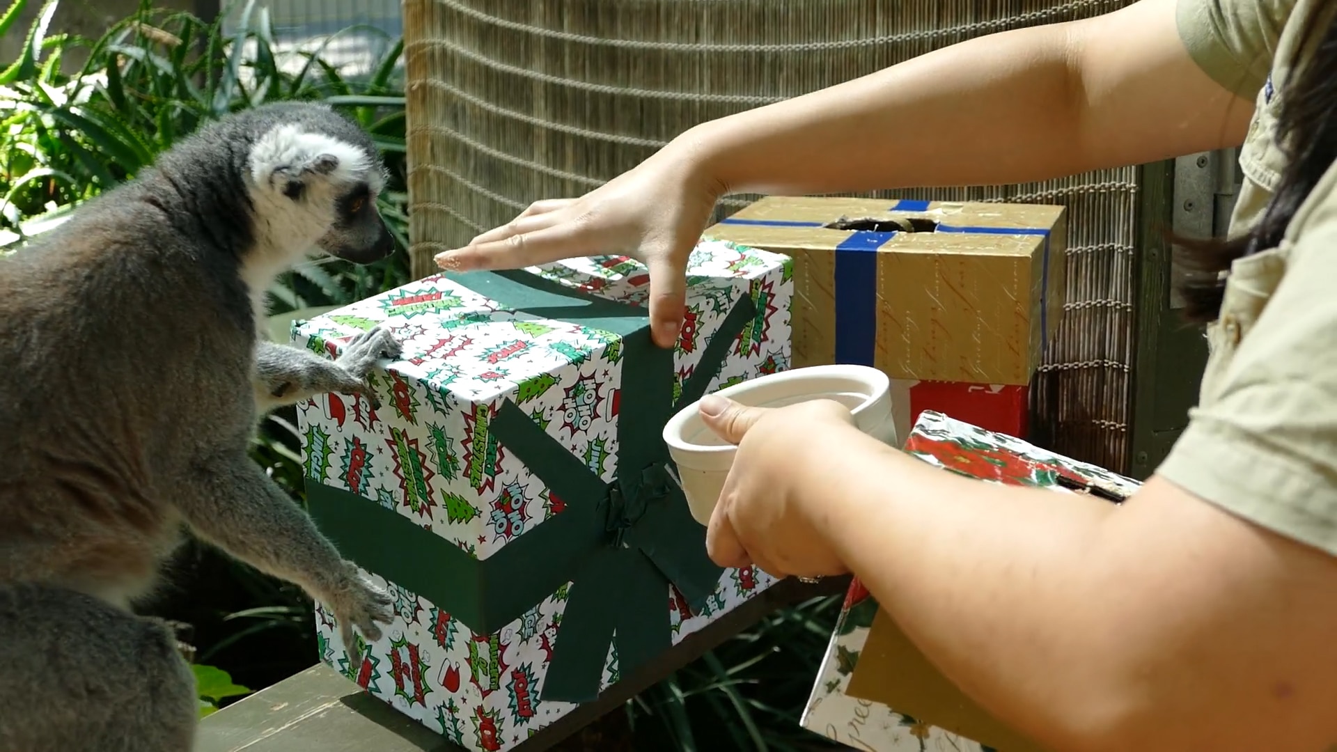 Australian zoo animals open Christmas gifts
