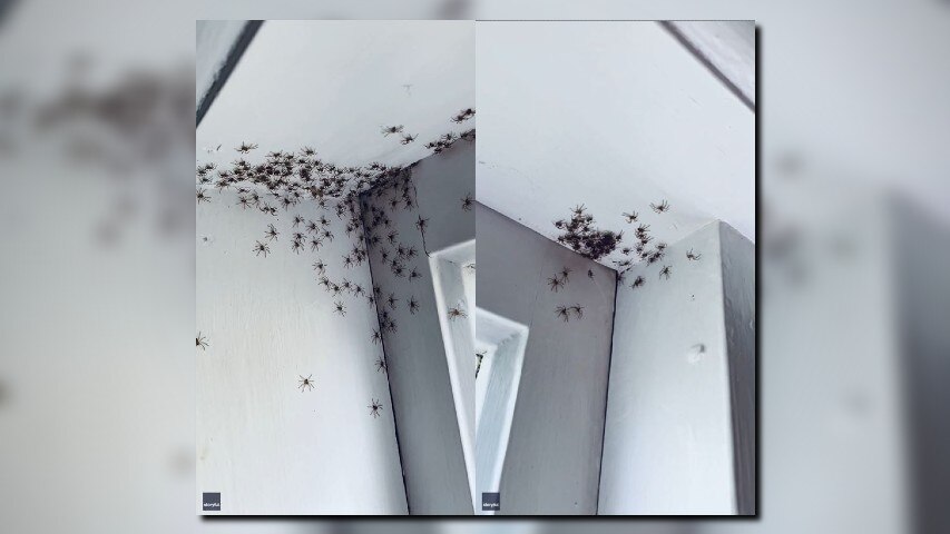 Australian mom finds spiders hatching in daughter's bedroom