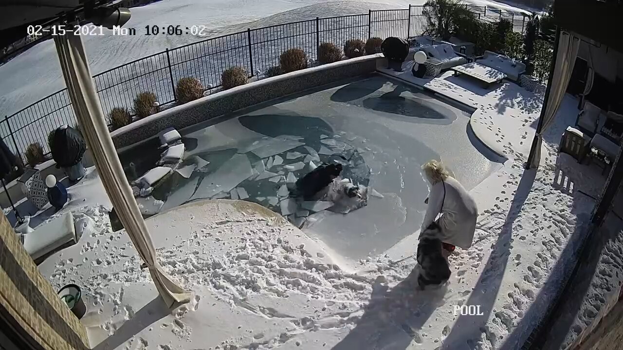 Texas man rescues dog from frozen pool