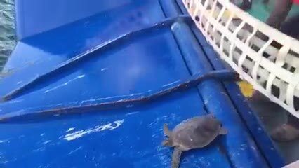 Previously cold-stunned turtles return to Texas waters