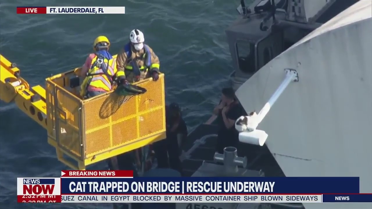 Cat trapped on bridge, saves itself after crazy rescue effort