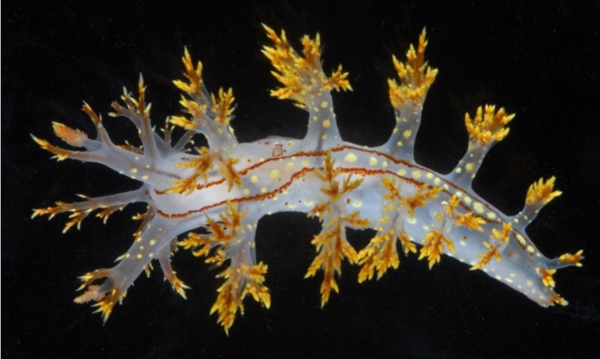 Taxonomist speaks about the discovery of marine species every year