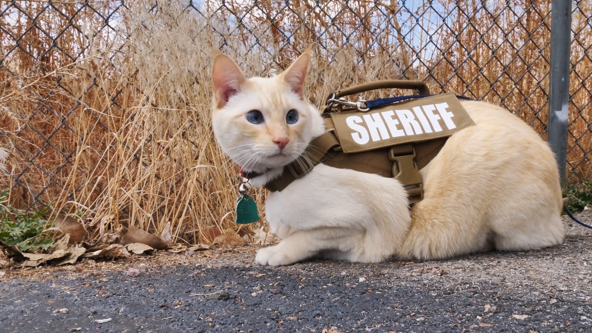 New Mexico sheriff announces feline division