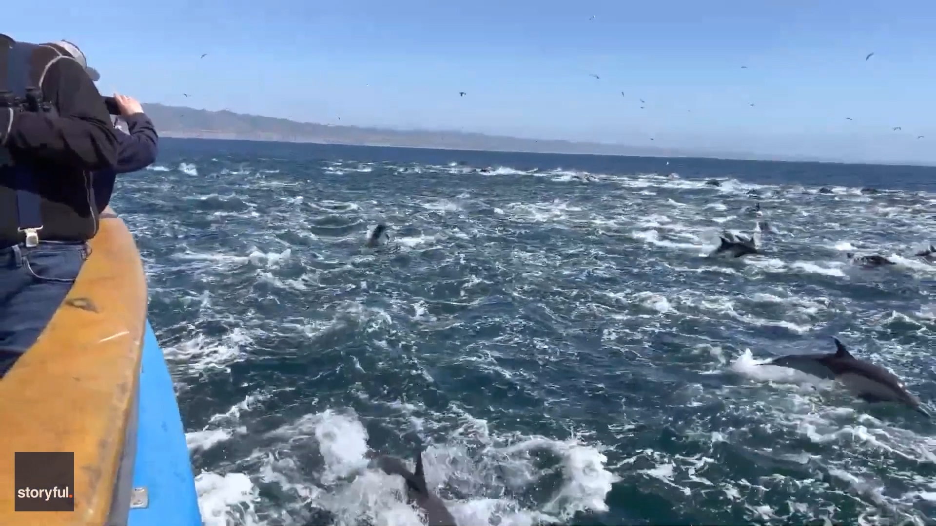Super pod of dolphins off California coast