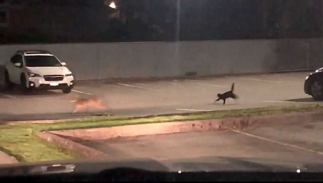 Video shows cat chasing coyote away