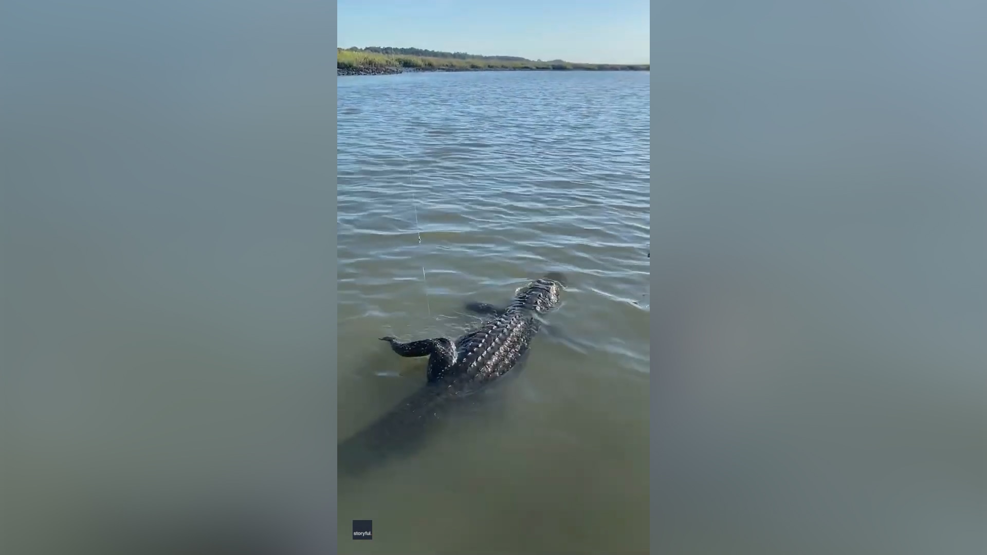 Man catches gator