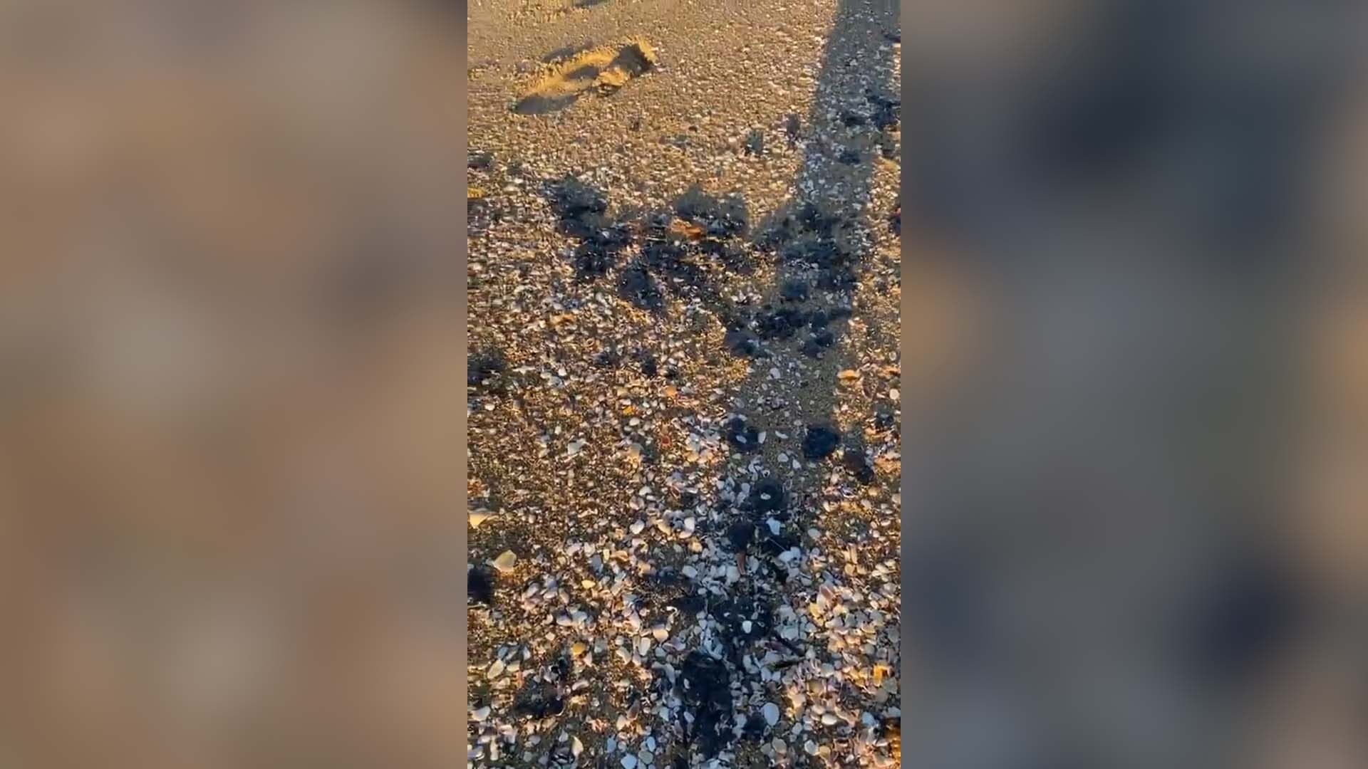 Clumps of tar wash up on Newport Beach after California oil spill
