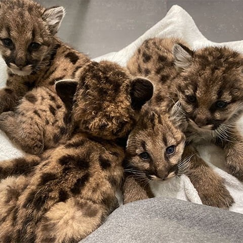 Orphaned baby pumas find new home at Memphis Zoo