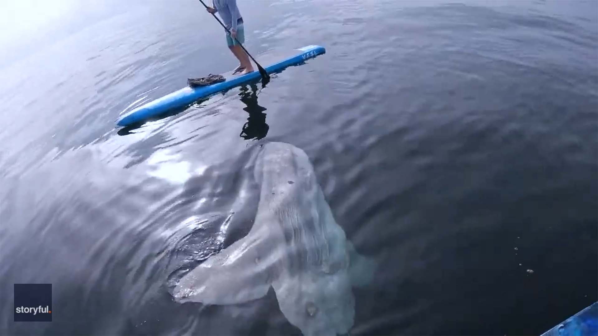 Curious giant sunfish approaches paddleboarders