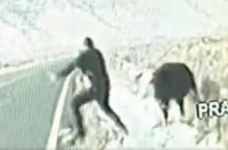 Bull charges California Highway Patrol officer