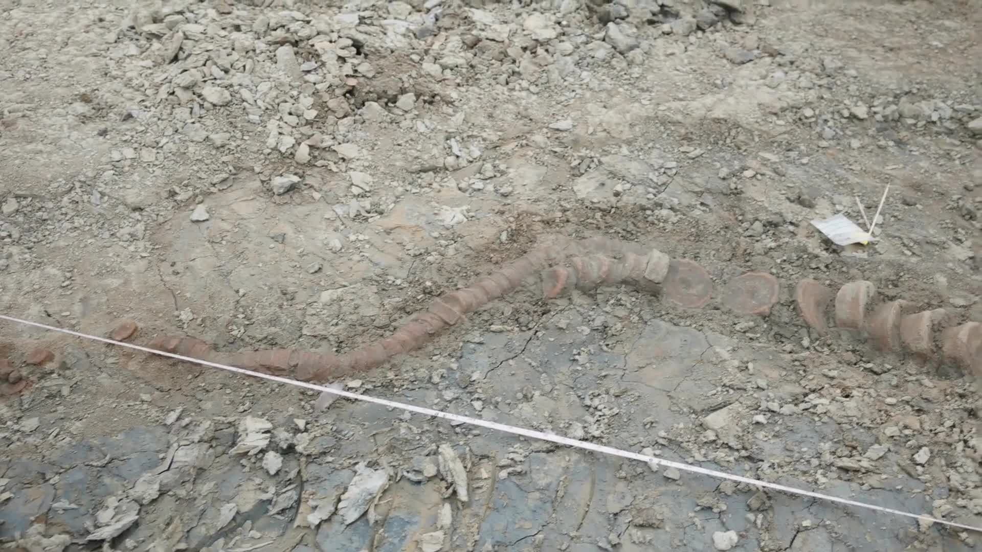 Britain's Largest 'Sea Dragon' Discovered at Water Reserve