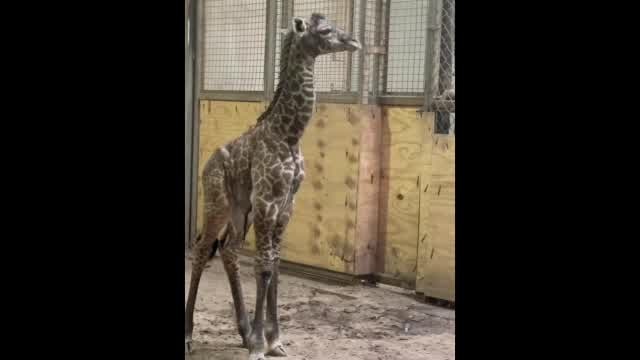 Baby Giraffe Takes First Steps at Santa Barbara Zoo