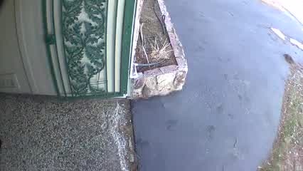 Massive black bear caught on camera