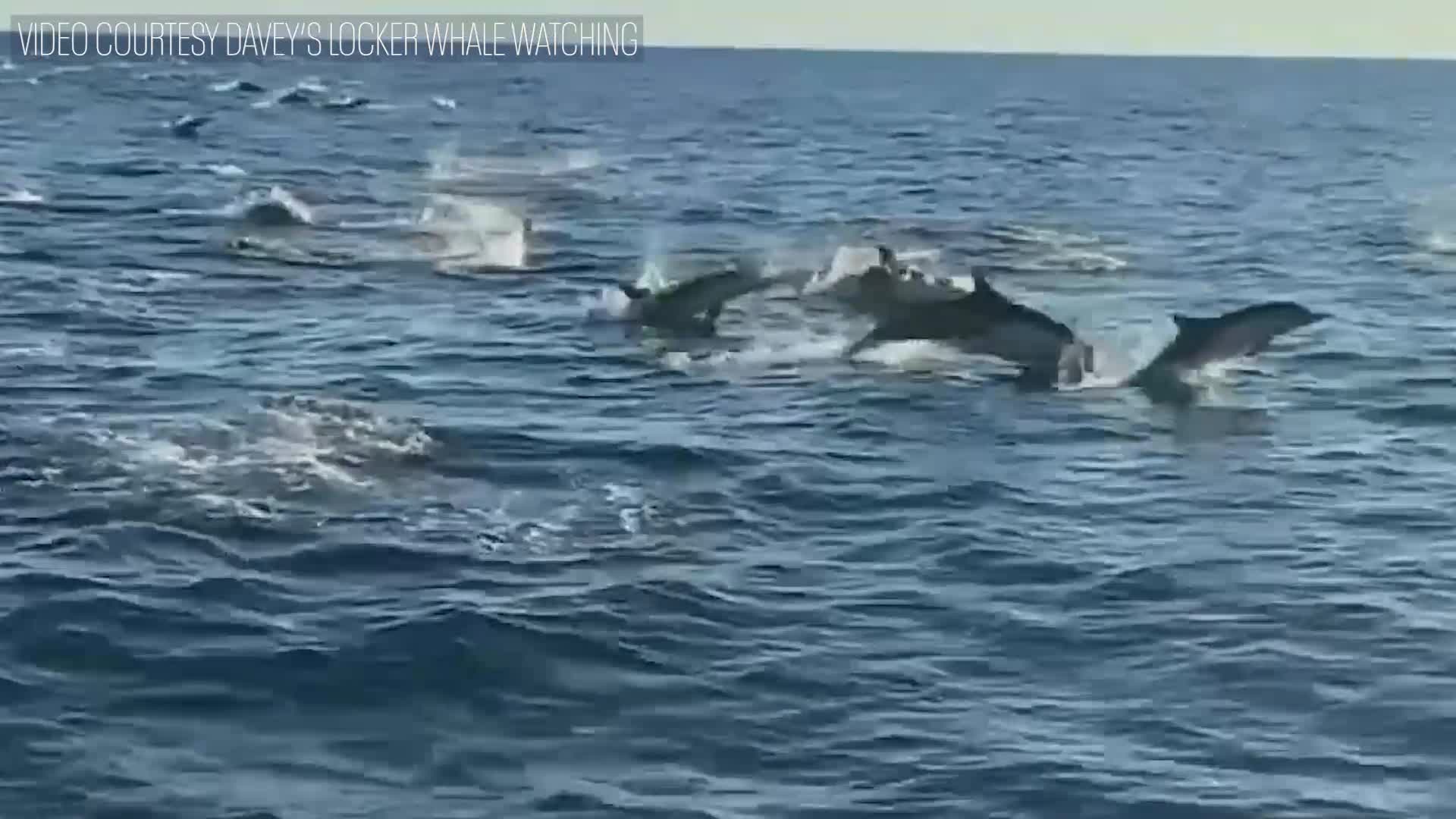 'Whale stampede' caught on video