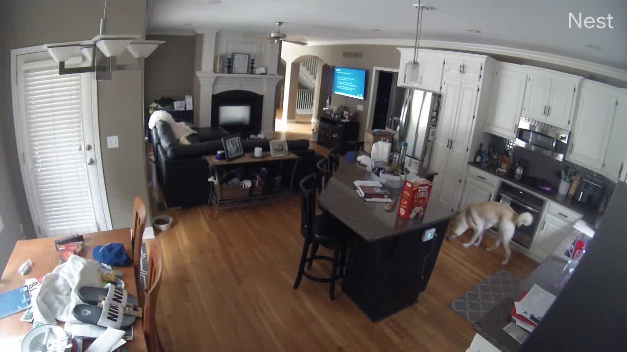 Watch dog start house fire