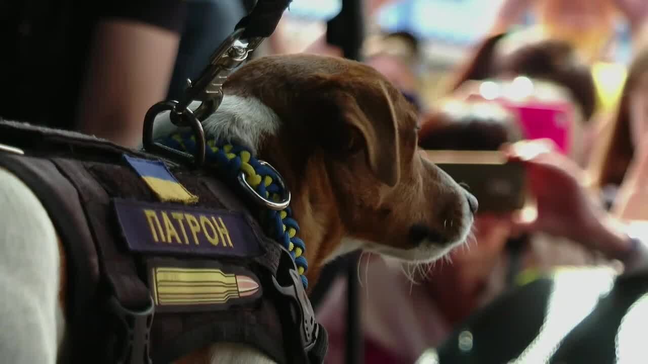 Meet Patron: Ukraine's bomb-sniffing hero pup