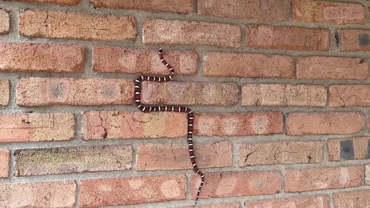 Kingsnake shows off climbing skills at Coronado National Memorial