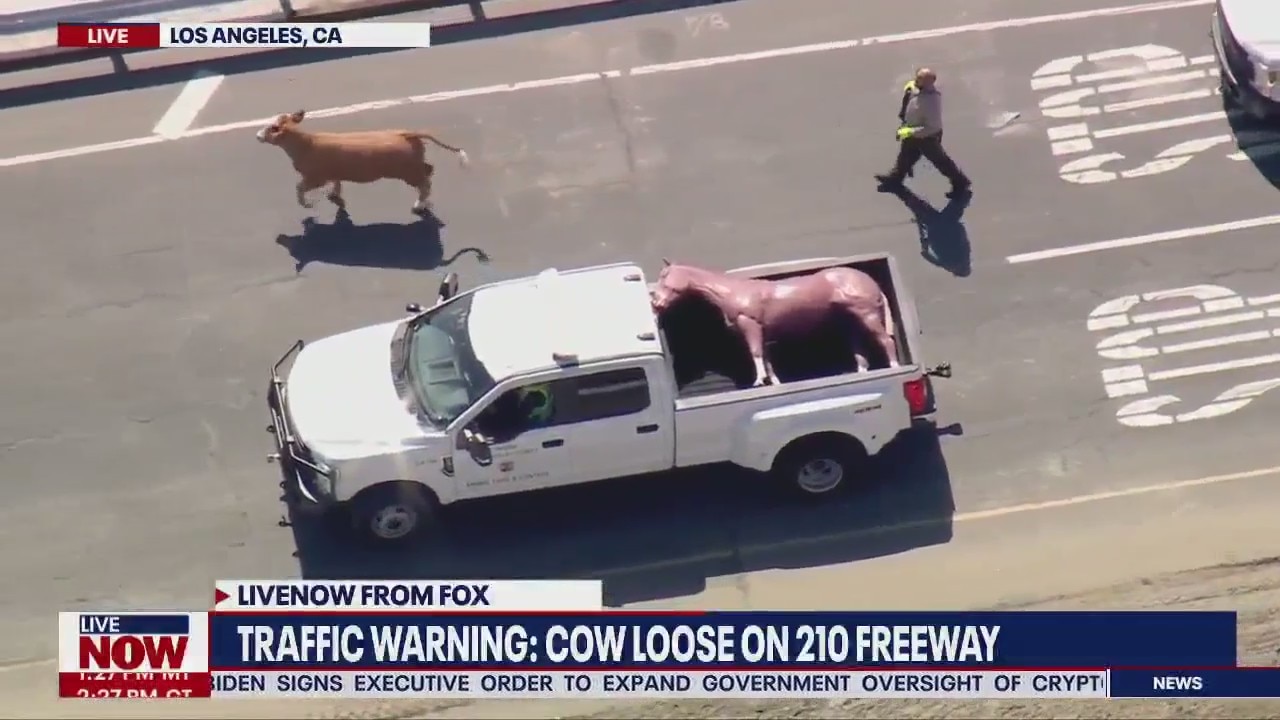 Watch this cow on the loose, stay for the plastic horse