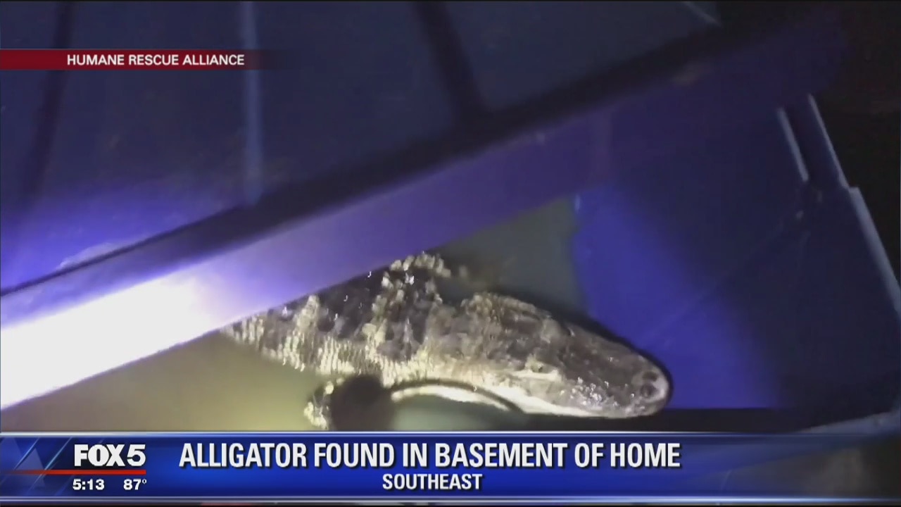 DC police seize alligator from home