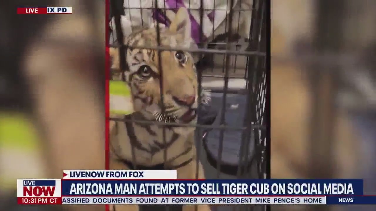 Tiger cub rescued after Arizona man tried to sell it on social media | LiveNOW from FOX