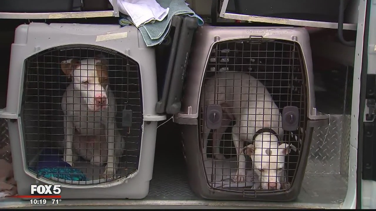 Pets evacuated from Virginia, brought to DC ahead of Hurricane Florence
