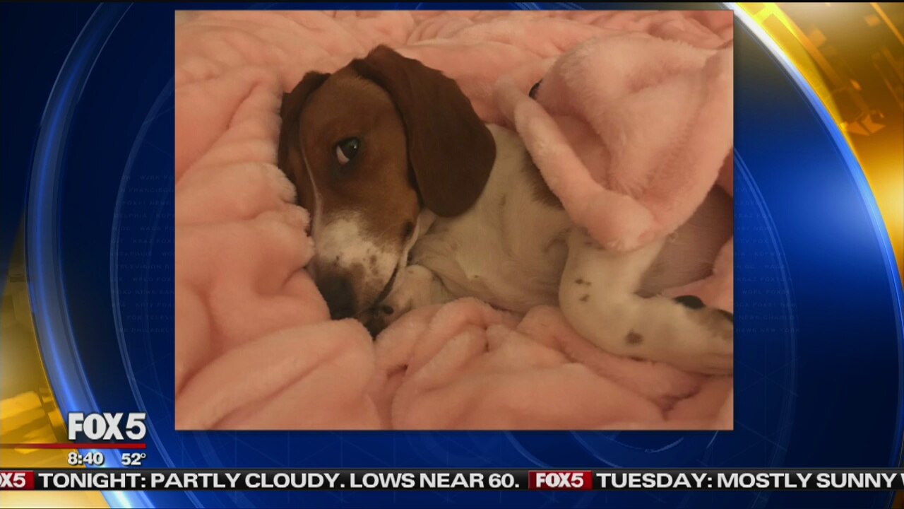 Dog owner, vet talk about canine flu