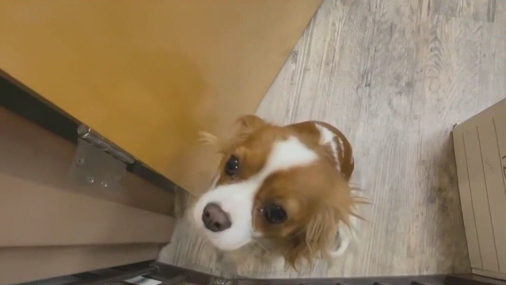 Rise in mystery dog respiratory illness