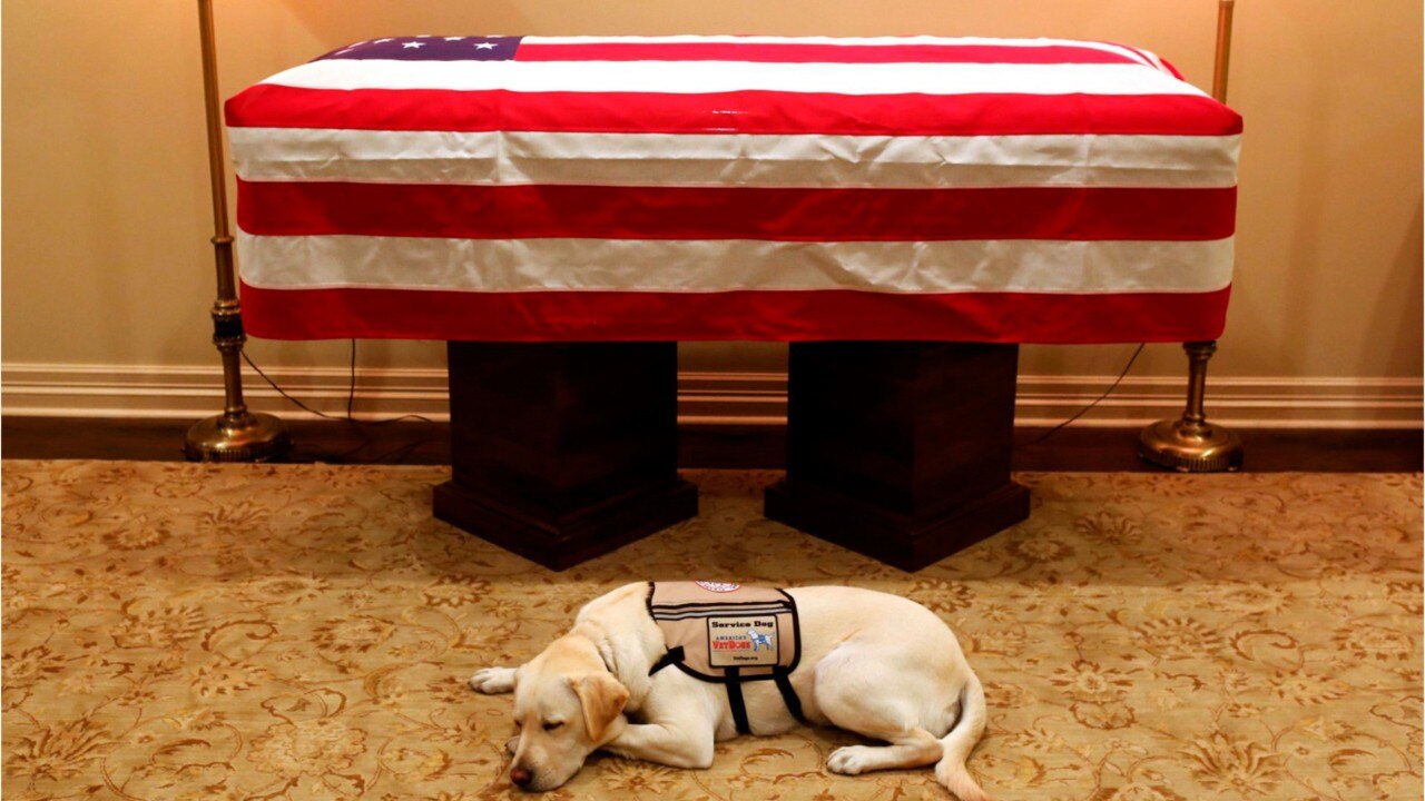 Next mission for President Bush's service dog, Sully