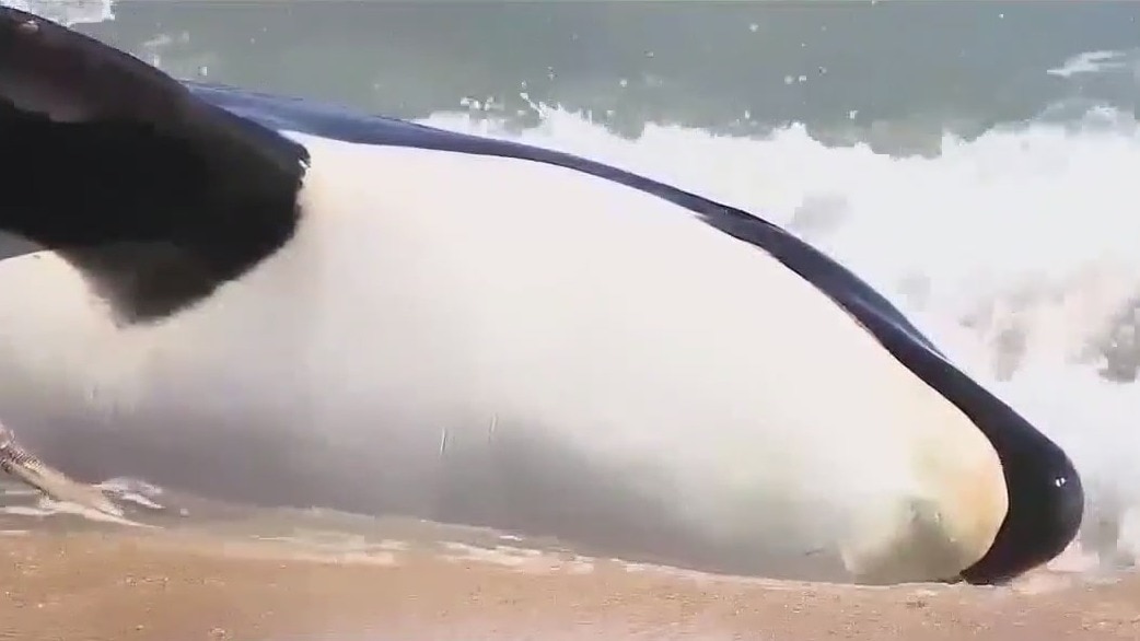 Researchers studying bones of beached killer whale