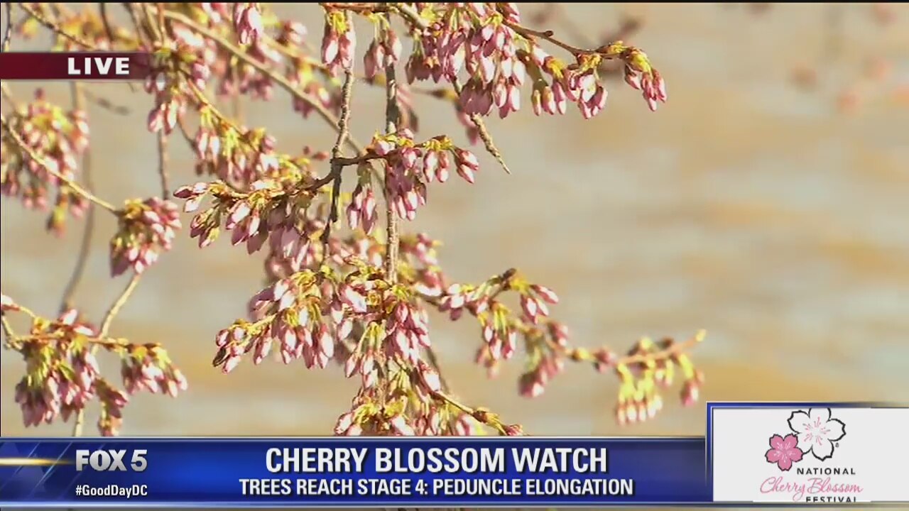 Cherry blossom peak bloom date moved ahead to April 1, National Park Service says