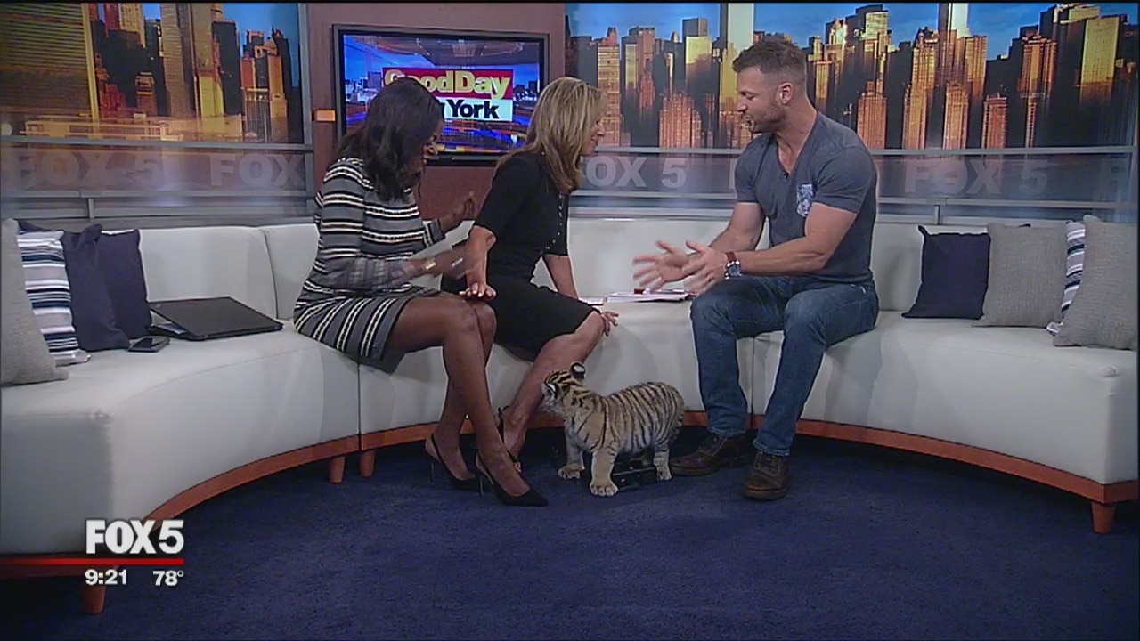 Tiger cub licks Rosanna Scotto