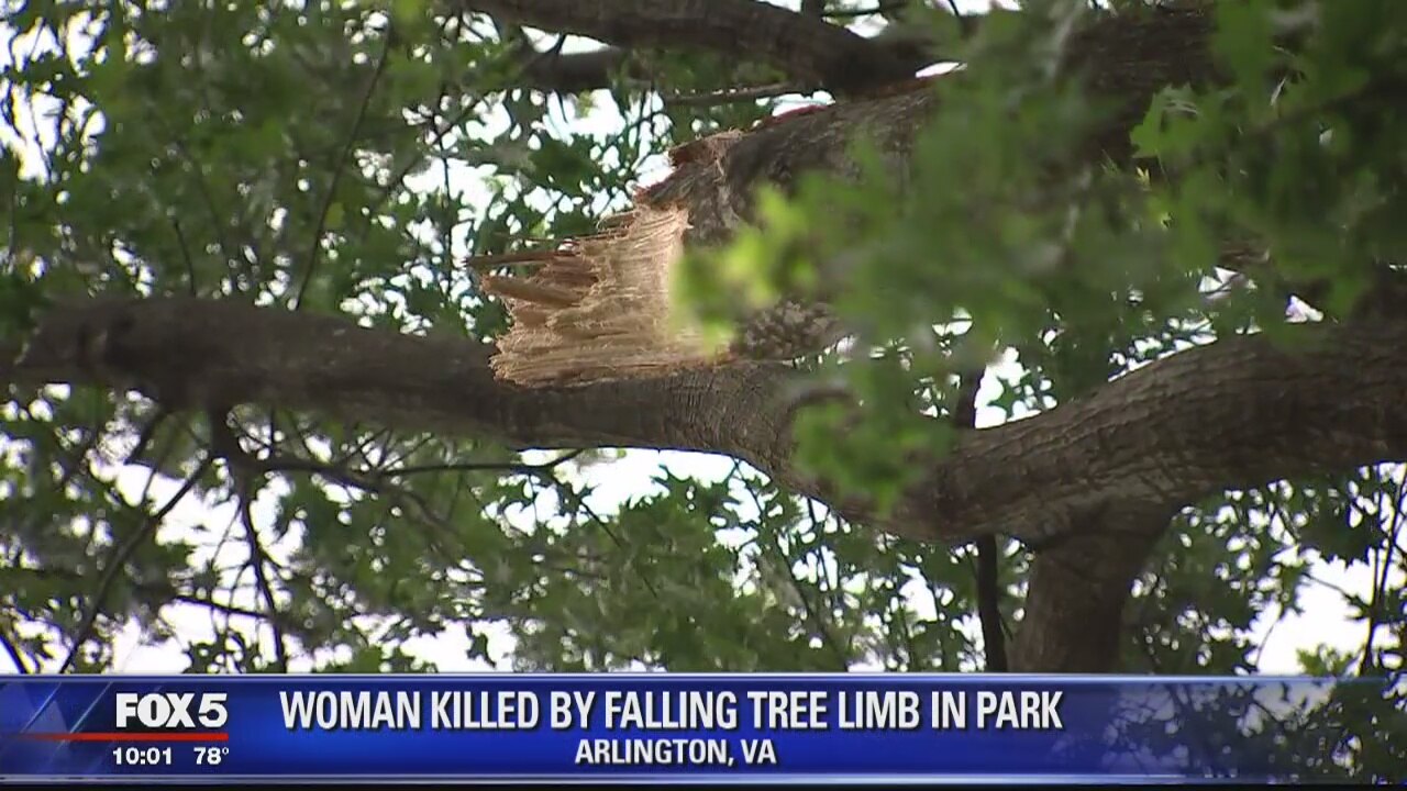 Woman dies after being struck by tree limb