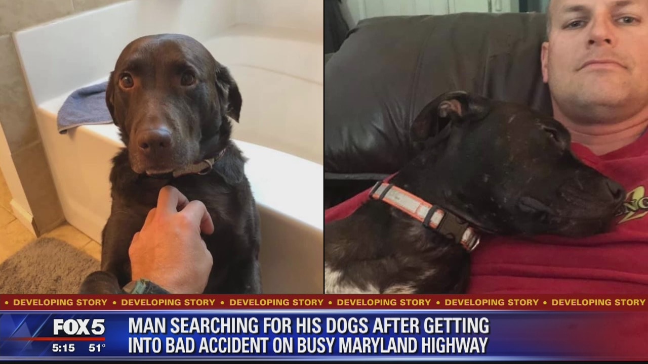 Firefighter looking for dogs who ran off after crash