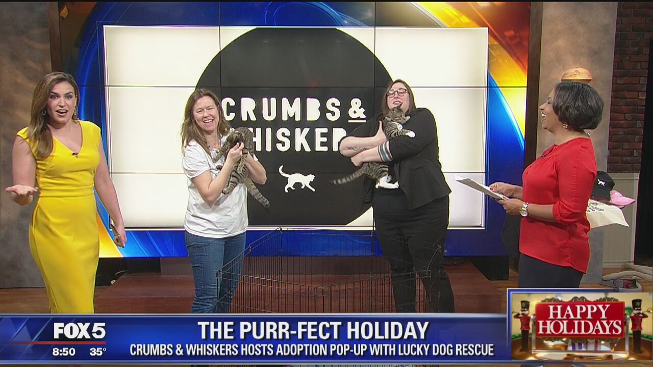 The purr-fect holiday with adoptable cats