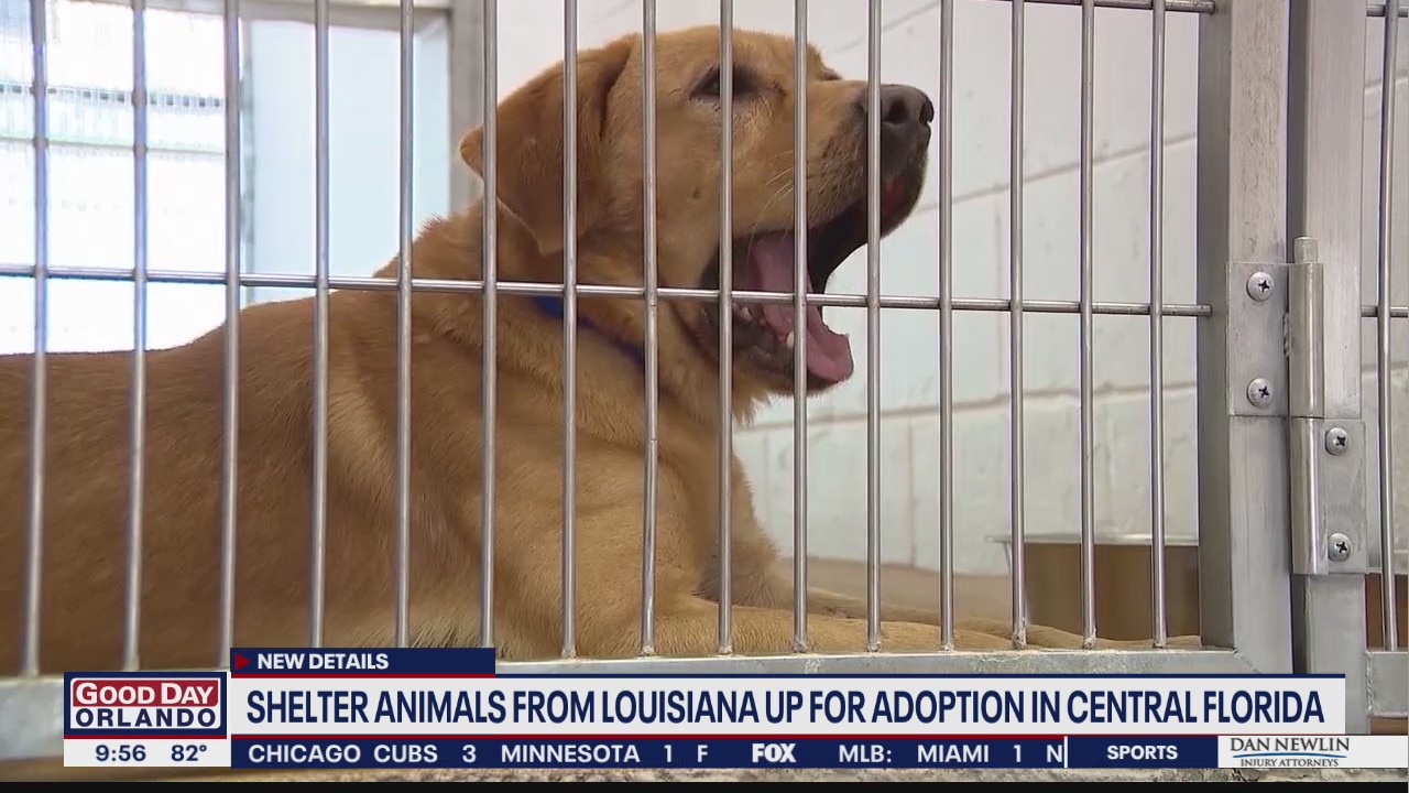 Shelter animals from Louisiana up for adoption in Central Florida