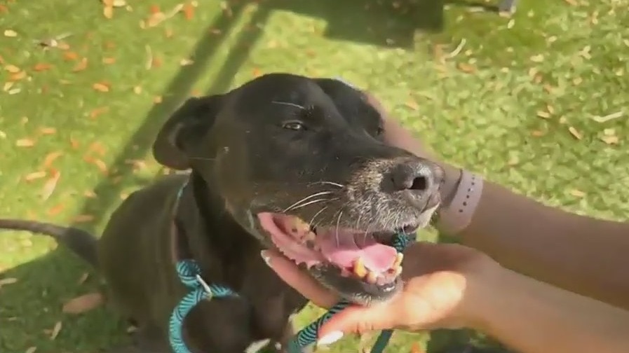 Adopt-A-Pet: Kara