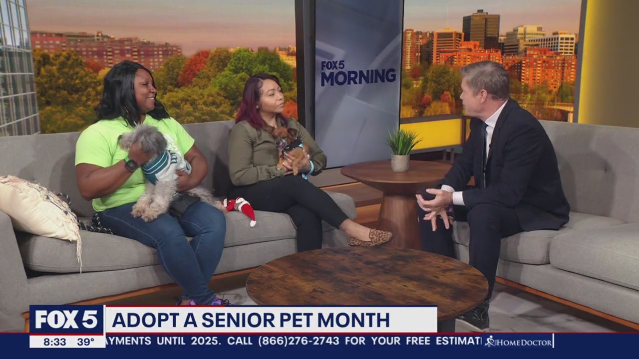 Furry friends up for adoption during senior pet month