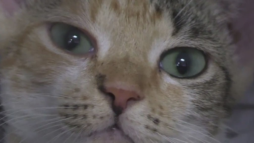 Dozens of cats rescued after shelter is damaged by Hurricane Ian