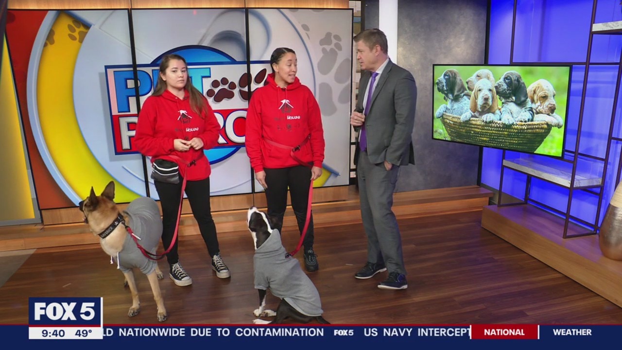 January is National Train Your Dog Month!